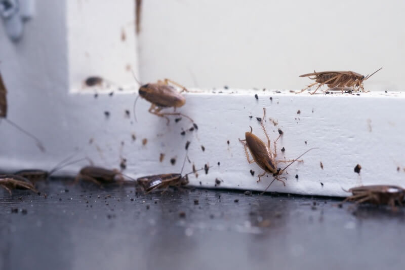 infestazione di blattella germanica