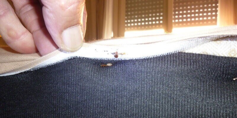 cimice dei letti su un materasso