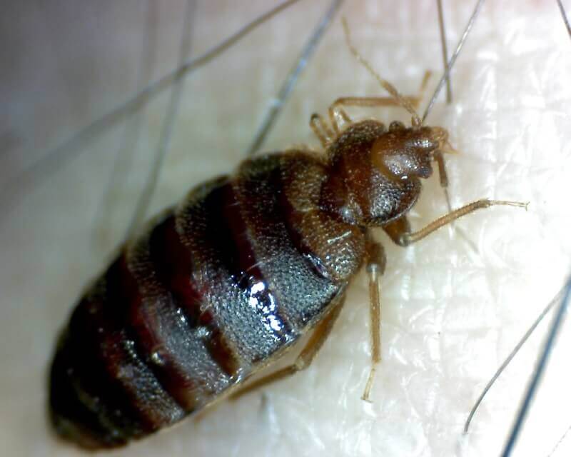 Esemplare di cimice dei letti