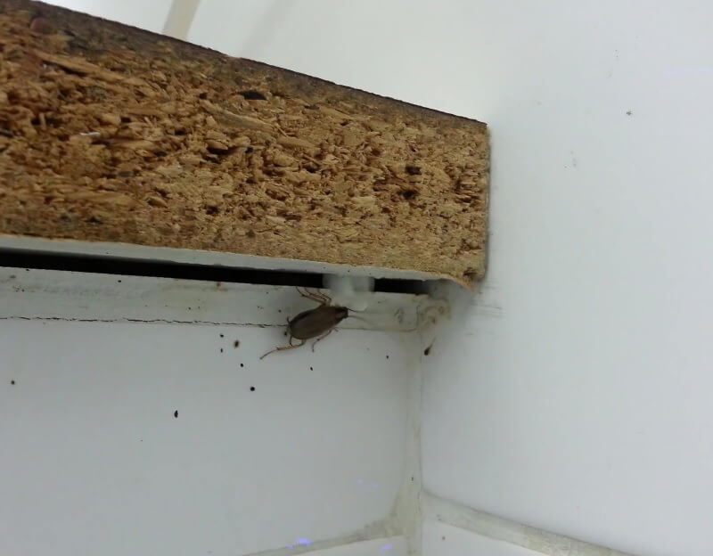 disinfestazione blatte con prodotto in gel
