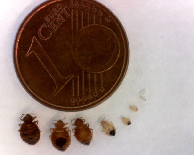 grandezza della cimice dei letti in confronto ad una moneta da 1 centesimo
