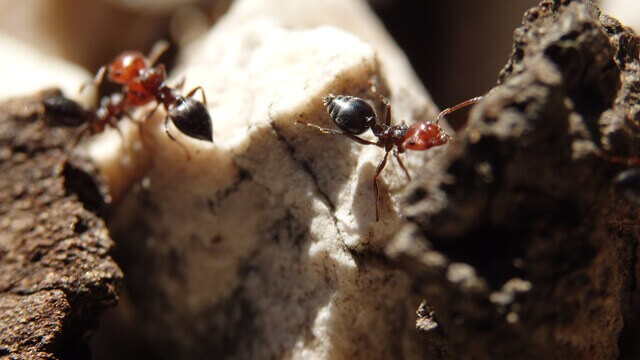 formica-crematogaster-scudellaris
