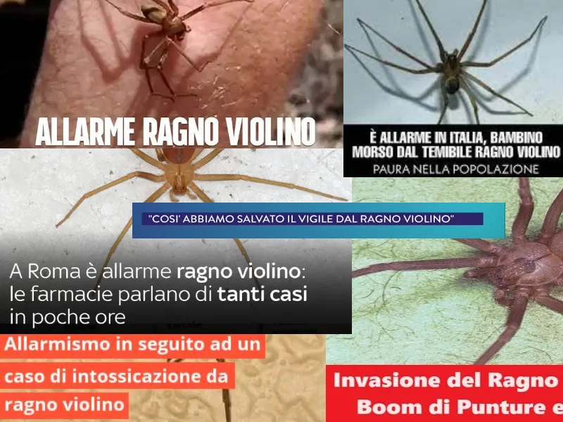 Notizie allarmistiche sul ragno violino
