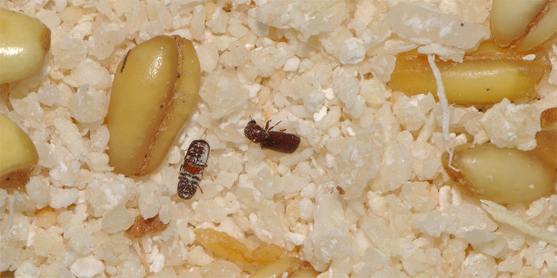 Insetti che infestano gli alimenti