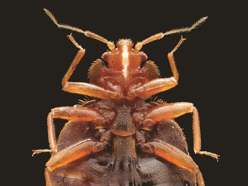 Dettaglio di una cimice da letto