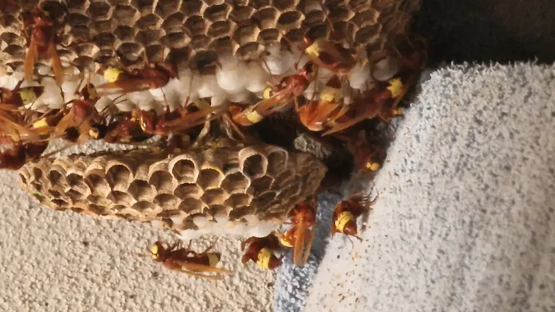 Nido di vespa orientalis