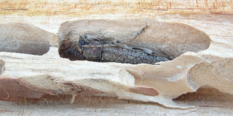 Tarlo del legno da disinfestare