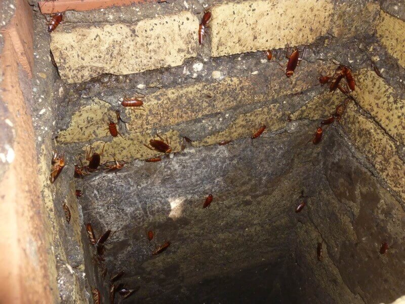 infestazione di un pozzetto acque scure