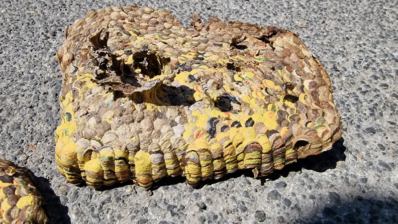 particolare nido di vespa orientalis creato con cartoni rifiuti